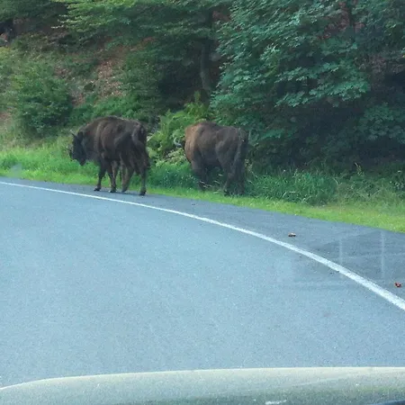 Zum Rothaarsteig ゲストハウス Netphen