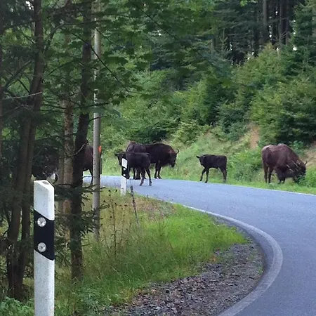 Zum Rothaarsteig ゲストハウス Netphen