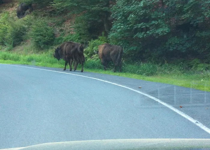 Zum Rothaarsteig Gasthuis Netphen