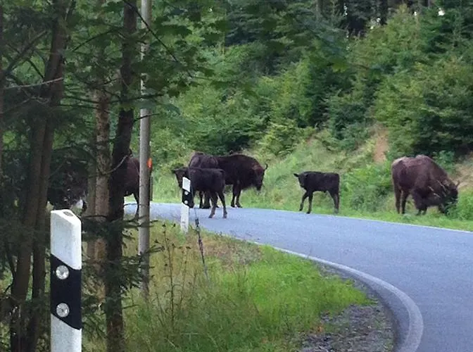 Zum Rothaarsteig Guest house Netphen